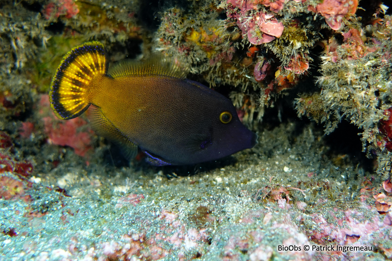 Poisson-lime à queue rouge - Pervagor janthinosoma - Patrick Ingremeau - BioObs