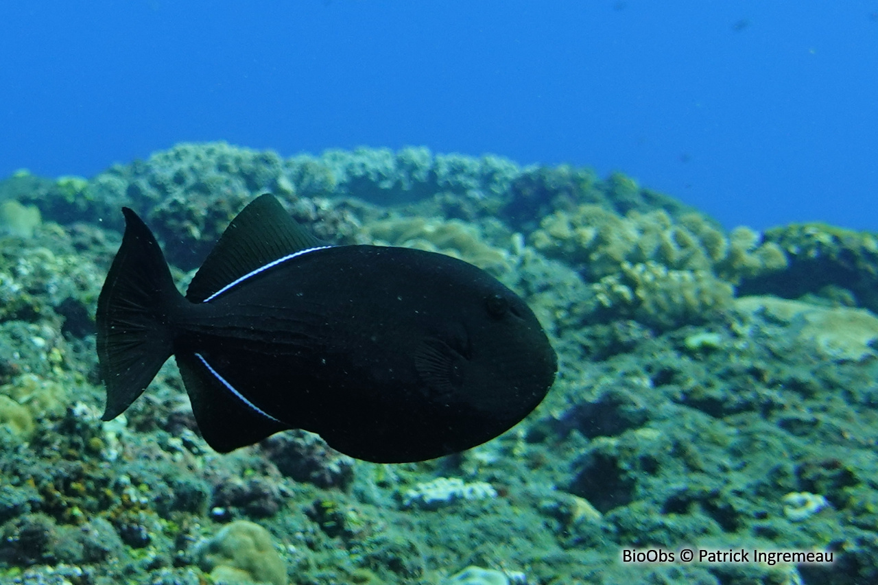 Baliste noir - Melichthys niger - Patrick Ingremeau - BioObs