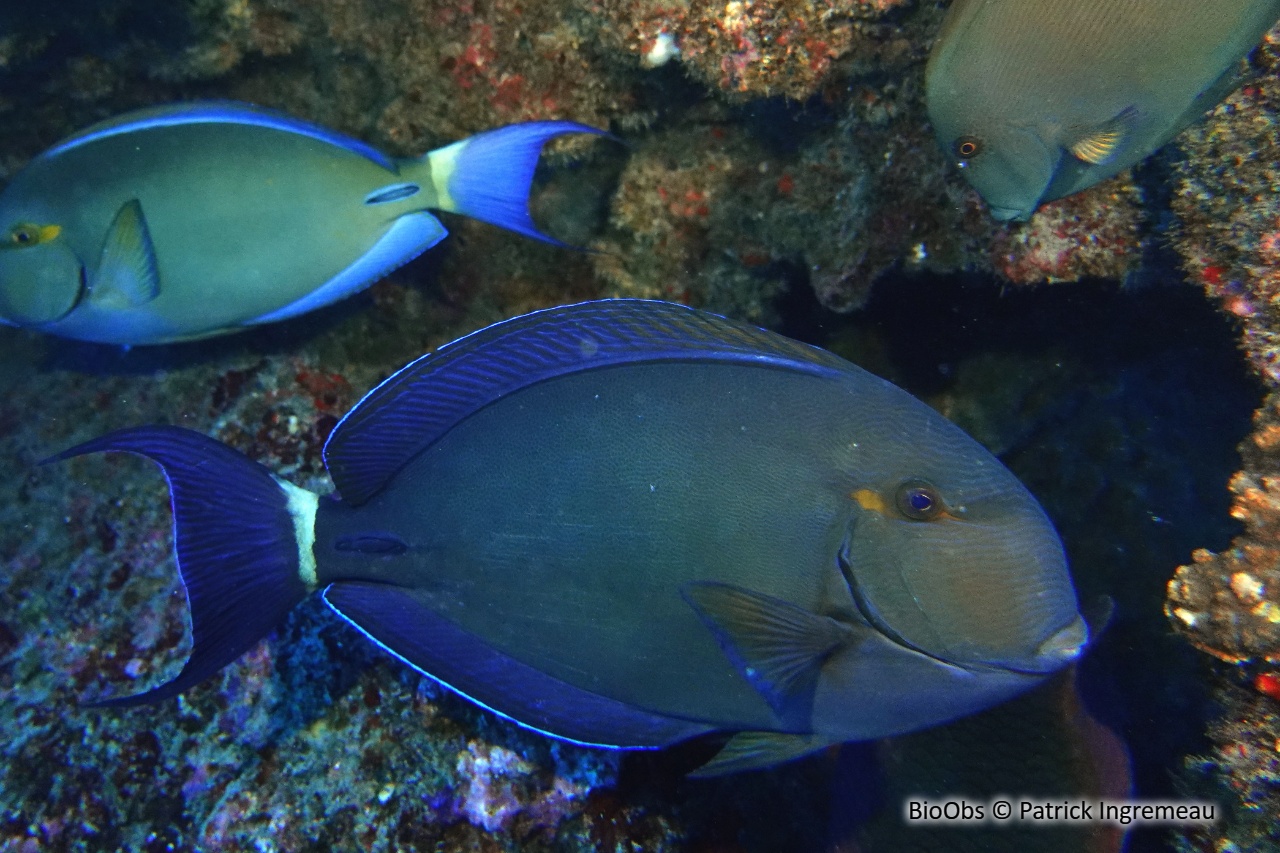 Chirurgien à anneau blanc - Acanthurus blochii - Patrick Ingremeau - BioObs