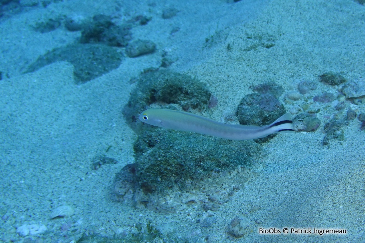 Poisson couvreur à rostre court - Malacanthus brevirostris - Patrick Ingremeau - BioObs