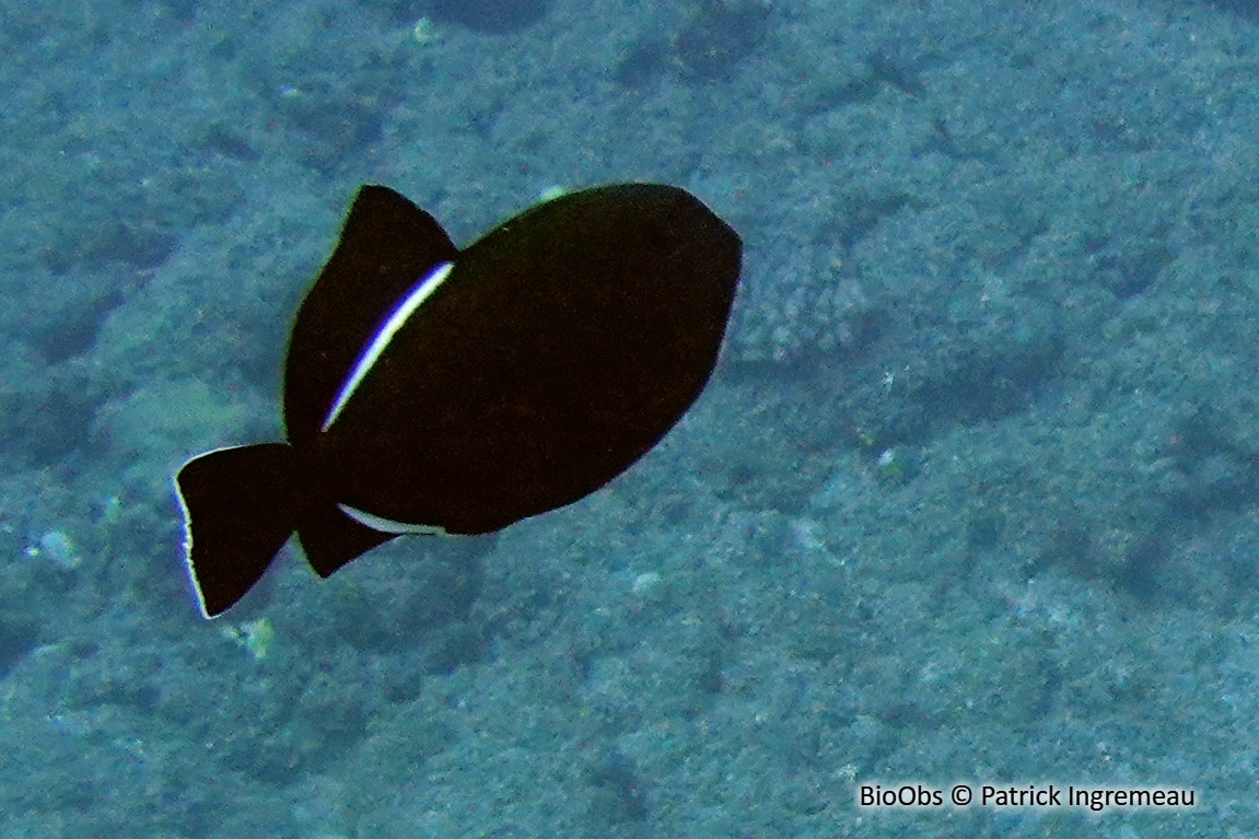 Baliste à nageoires noires - Melichthys indicus - Patrick Ingremeau - BioObs