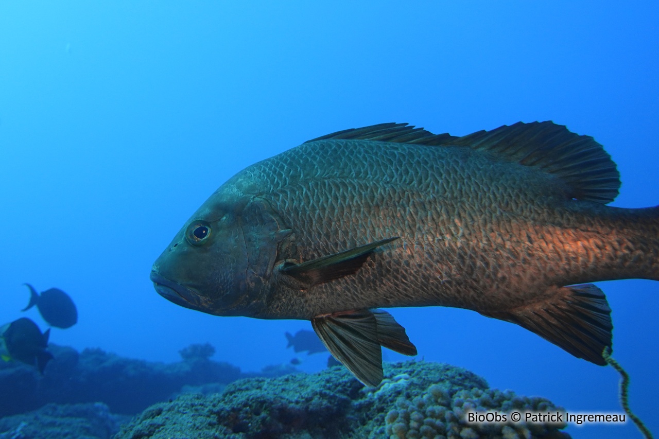 Vivaneau des mangroves - Lutjanus argentimaculatus - Patrick Ingremeau - BioObs