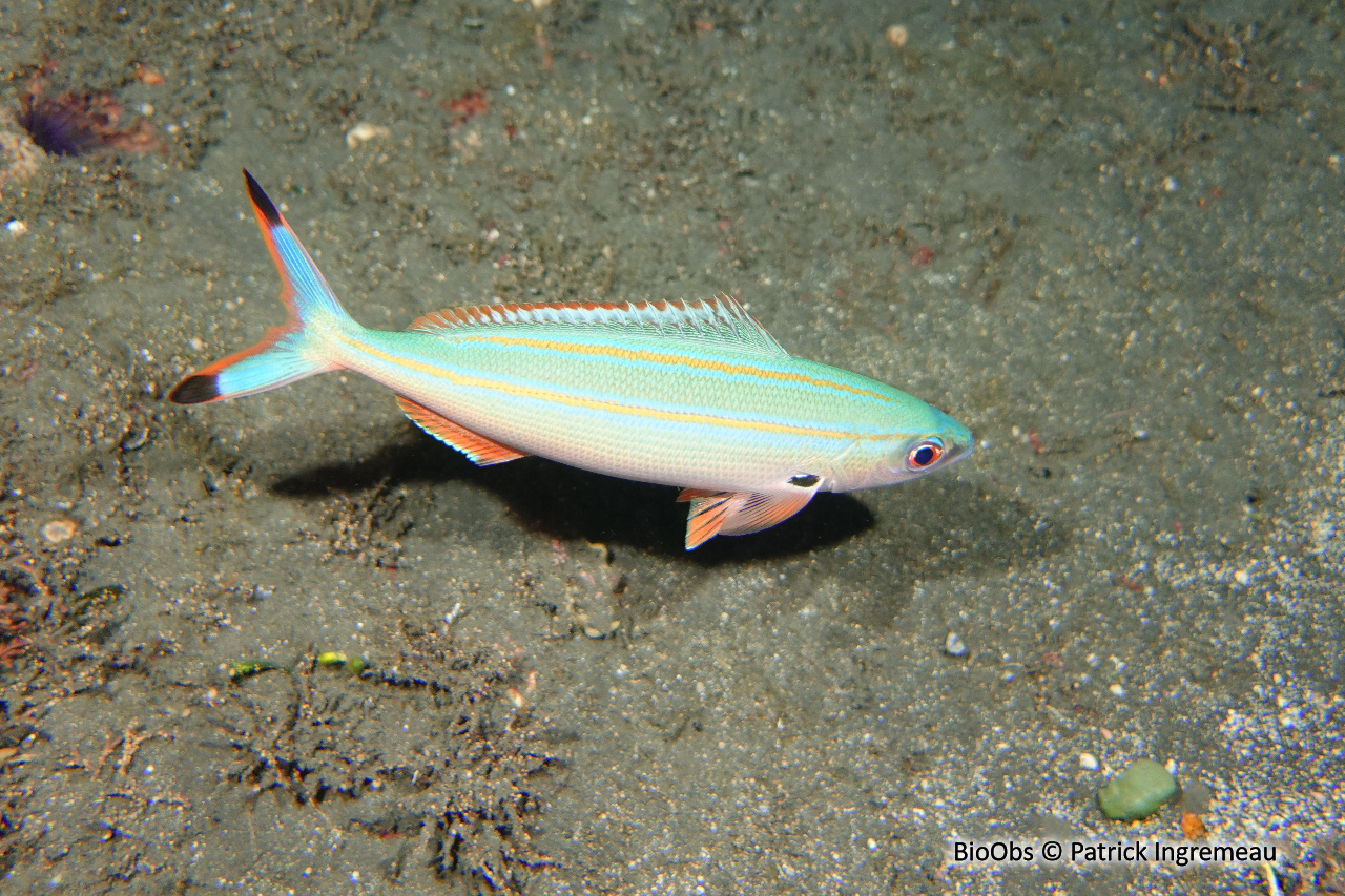 Fusilier de Marr - Pterocaesio marri - Patrick Ingremeau - BioObs