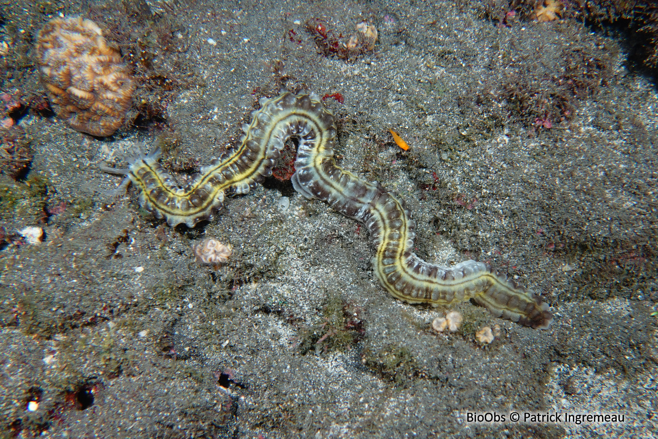Holothurie-serpent collante - Euapta godeffroyi - Patrick Ingremeau - BioObs
