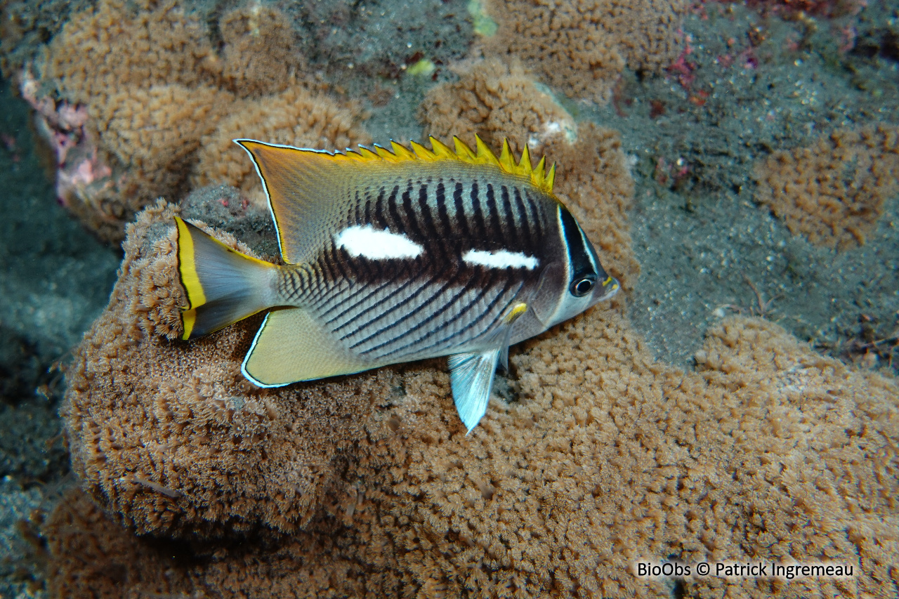 Poisson-papillon à chevrons - Chaetodon trifascialis - Patrick Ingremeau - BioObs