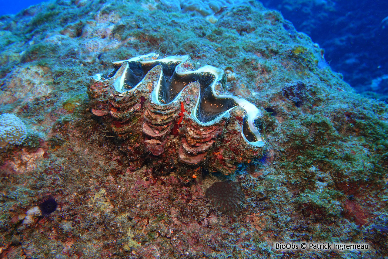 Grand bénitier gaufré - Tridacna squamosa - Patrick Ingremeau - BioObs