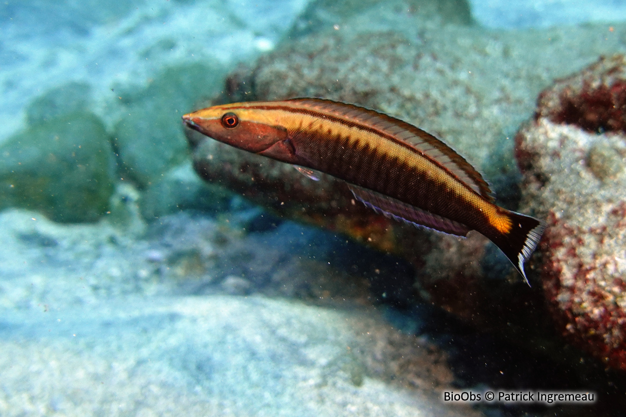 Labre annelé - Hologymnosus annulatus - Patrick Ingremeau - BioObs