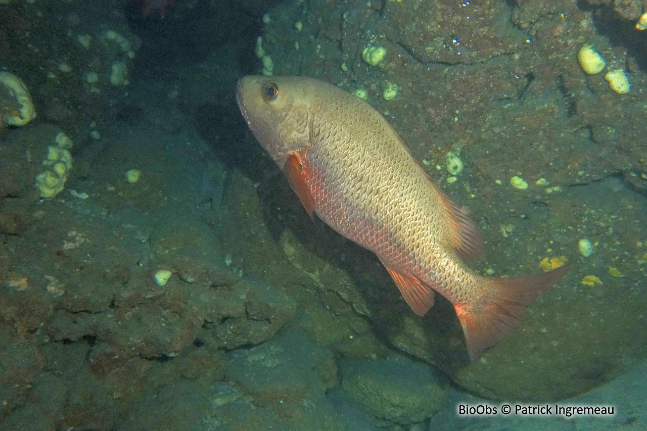 Vivaneau des mangroves - Lutjanus argentimaculatus - Patrick Ingremeau - BioObs