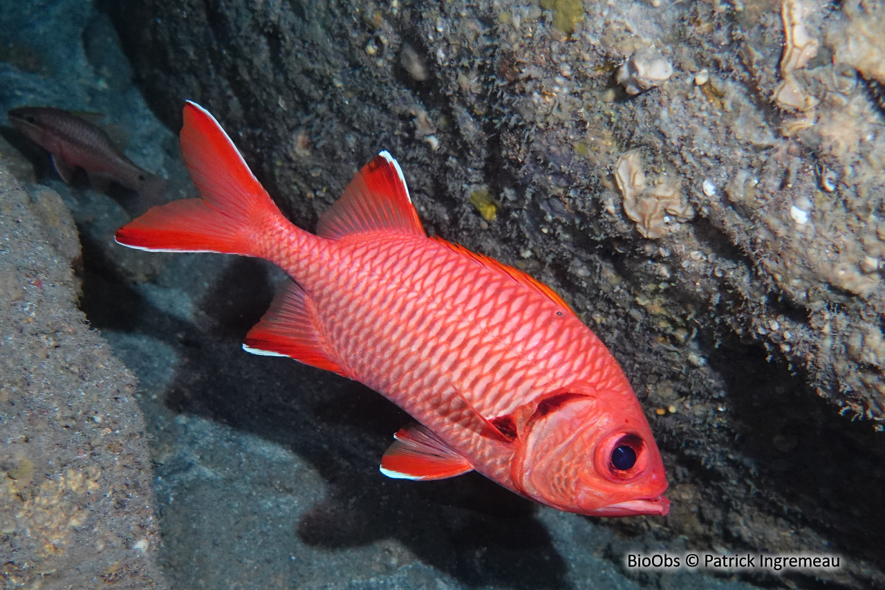 Poisson-soldat de Berndt - Myripristis berndti - Patrick Ingremeau - BioObs