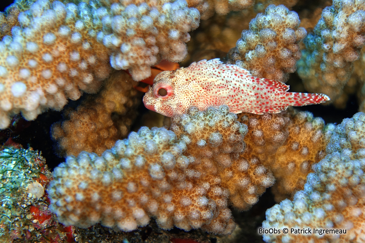 Poisson-scorpion à taches jaunes - Sebastapistes cyanostigma - Patrick Ingremeau - BioObs