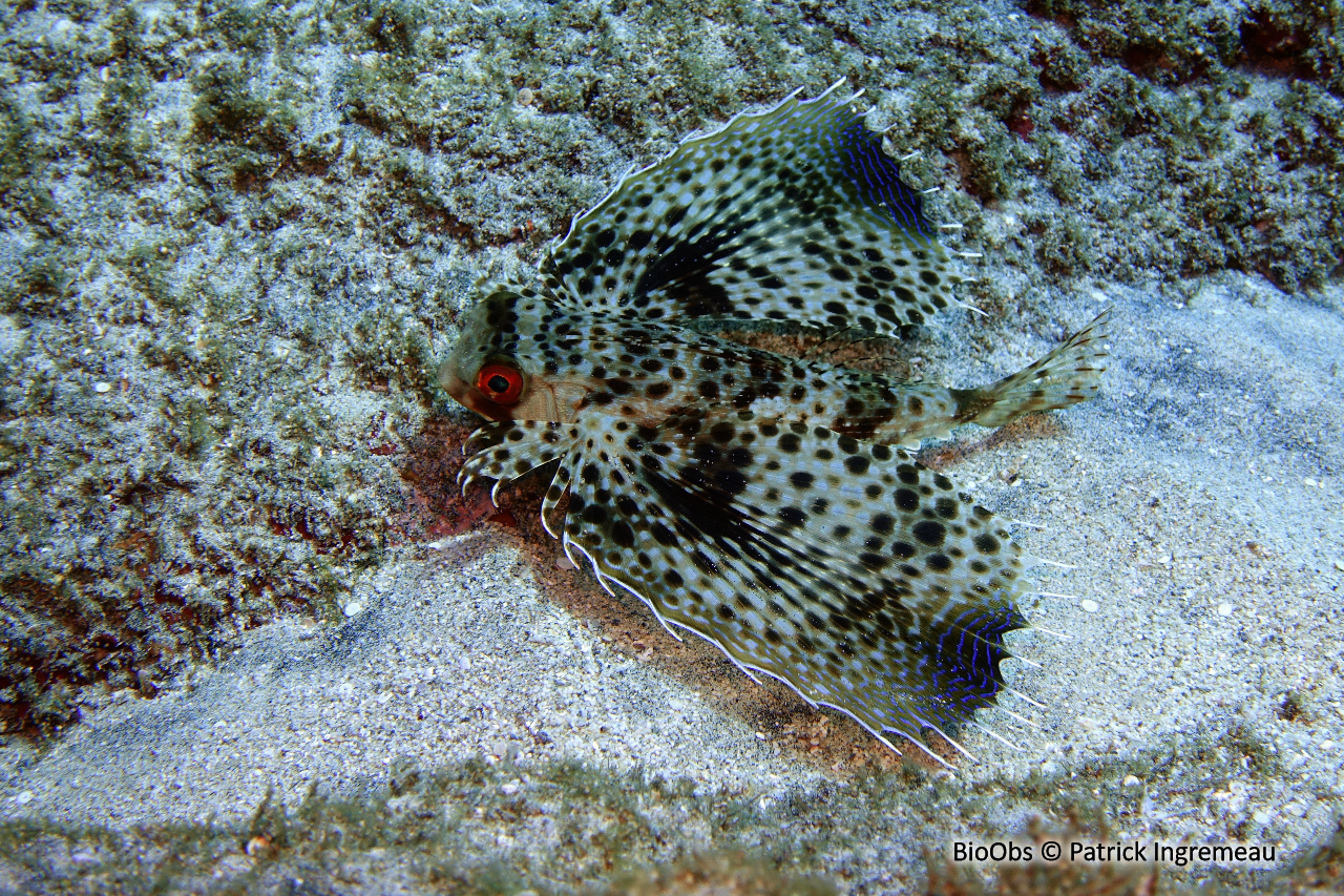 Grondin volant oriental - Dactyloptena orientalis - Patrick Ingremeau - BioObs