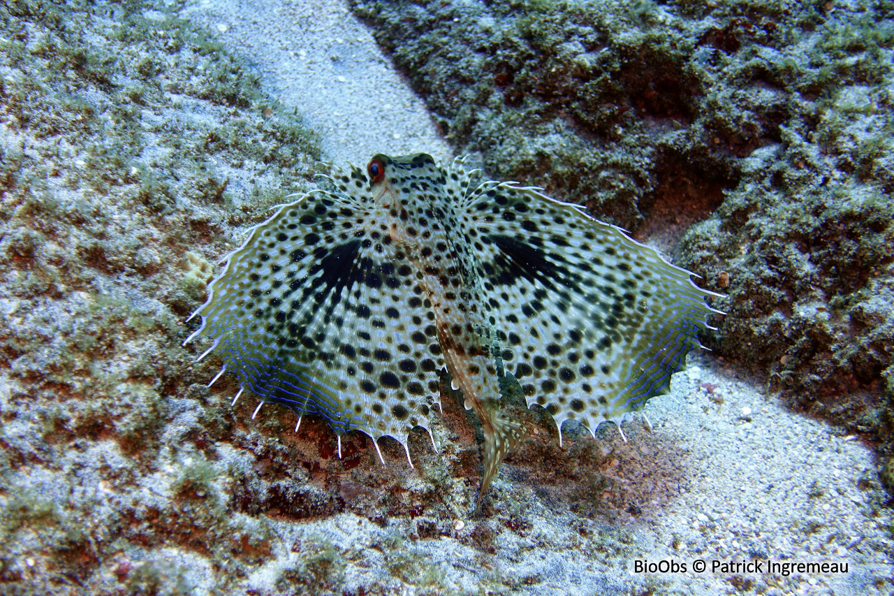 Grondin volant oriental - Dactyloptena orientalis - Patrick Ingremeau - BioObs