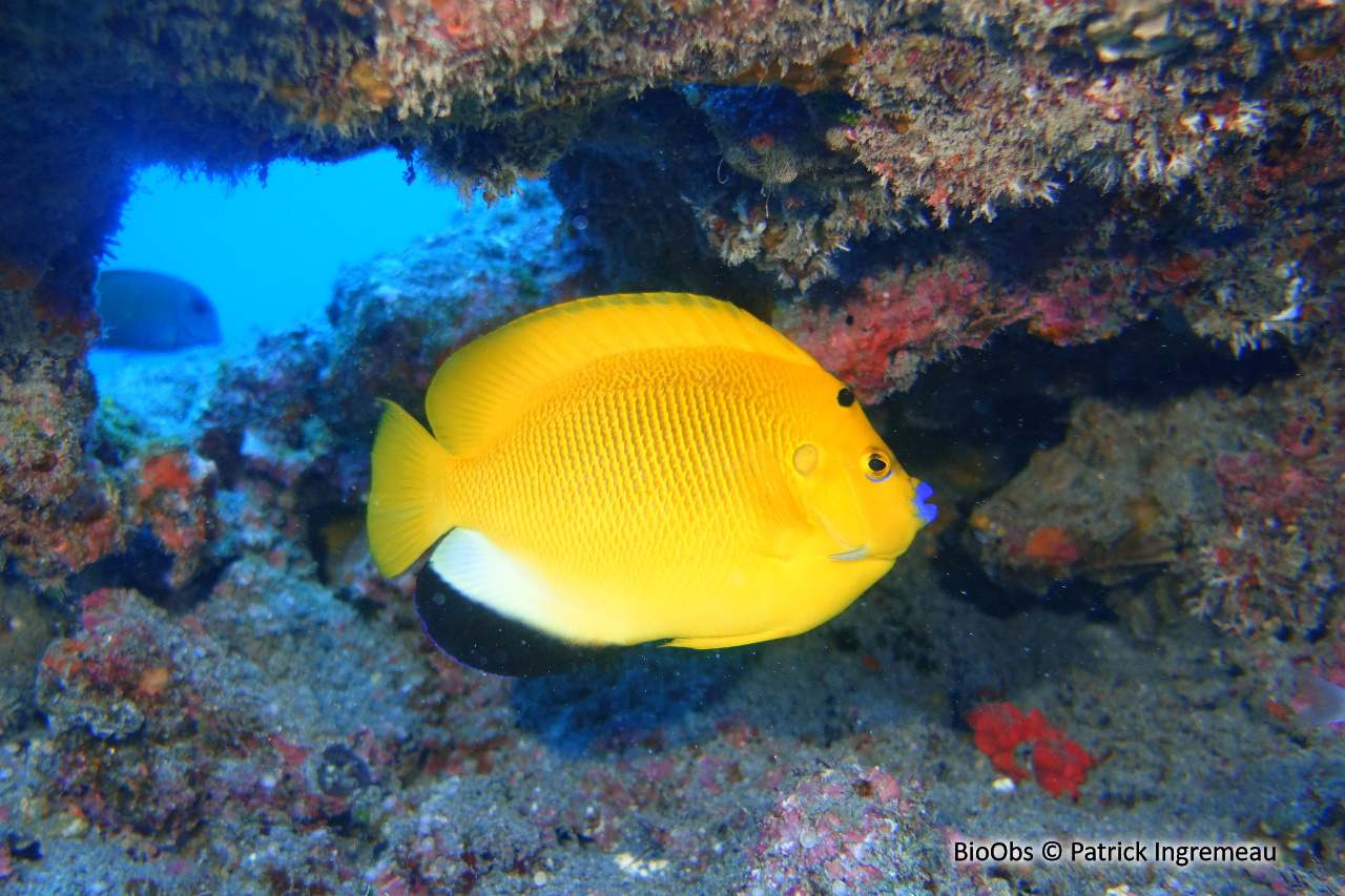 Poisson-ange à trois taches - Apolemichthys trimaculatus - Patrick Ingremeau - BioObs