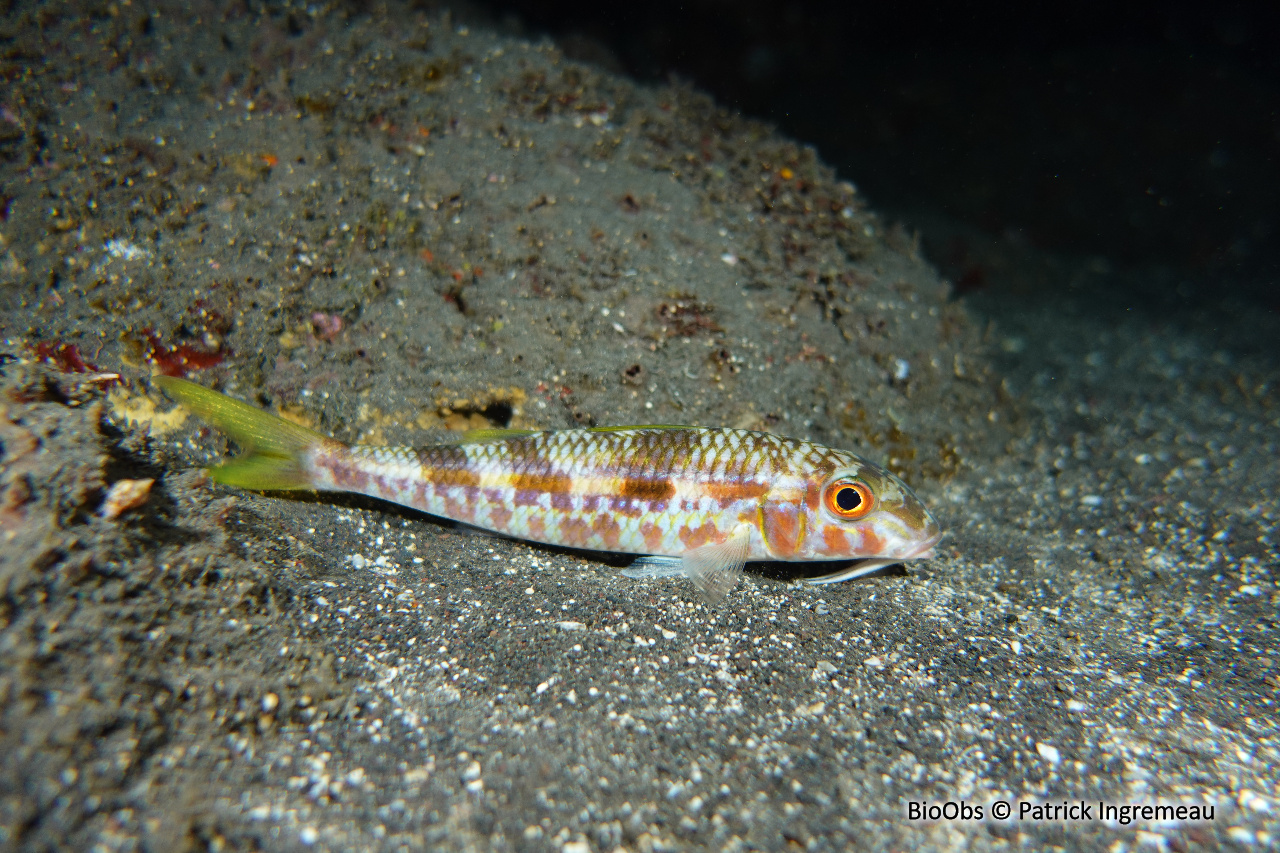 Capucin à bande jaune - Mulloidichthys flavolineatus - Patrick Ingremeau - BioObs