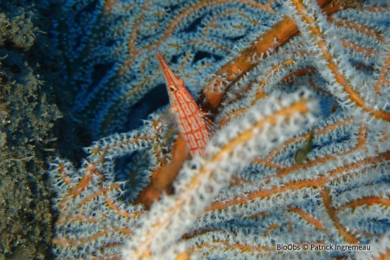 Poisson-faucon à long nez - Oxycirrhites typus - Patrick Ingremeau - BioObs