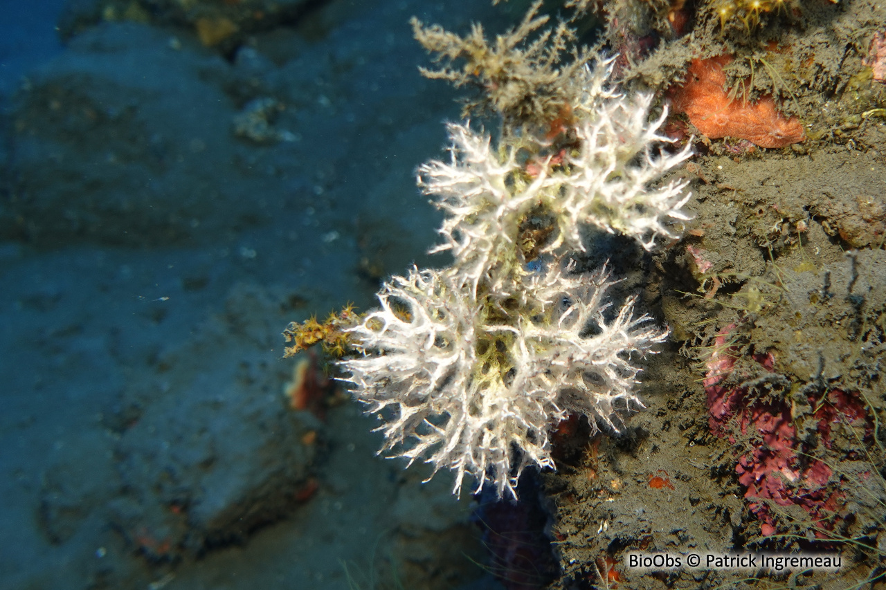 Salmacine - Salmacina sp. - Patrick Ingremeau - BioObs