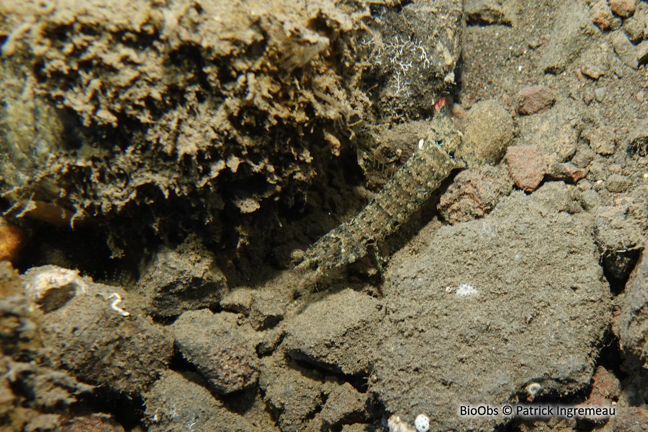 Squille à ocelles oranges - Gonodactylus platysoma - Patrick Ingremeau - BioObs