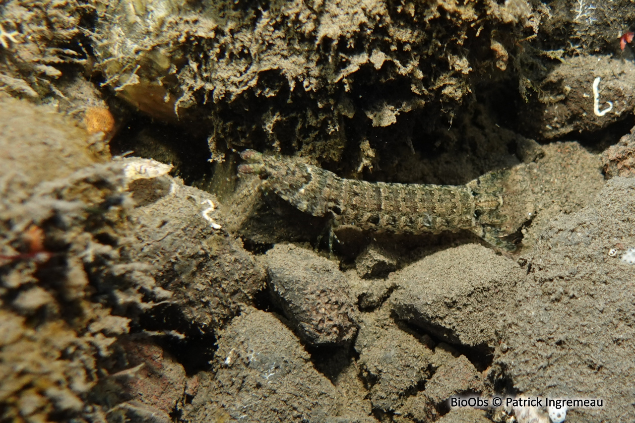 Squille à ocelles oranges - Gonodactylus platysoma - Patrick Ingremeau - BioObs