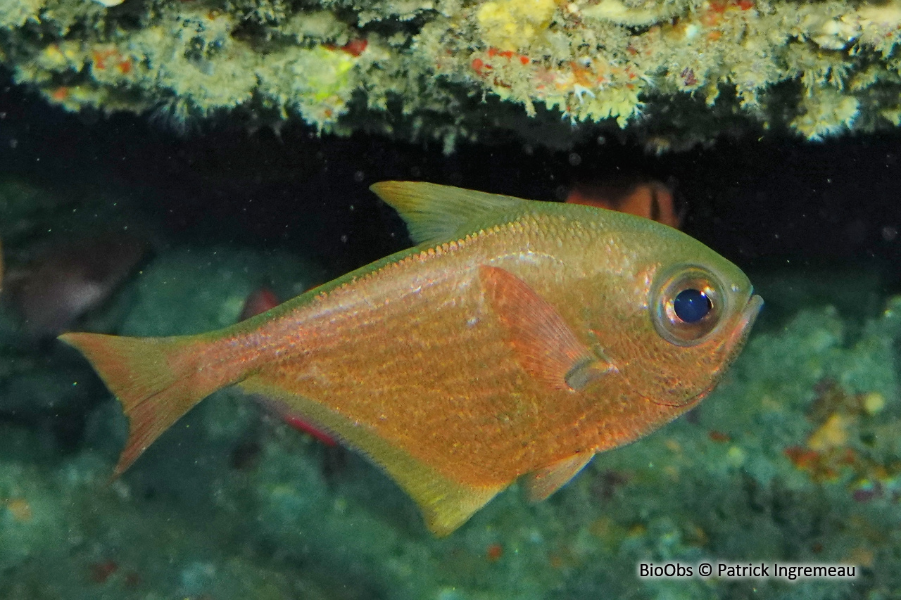 Poisson-hachette - Pempheris vanicolensis - Patrick Ingremeau - BioObs