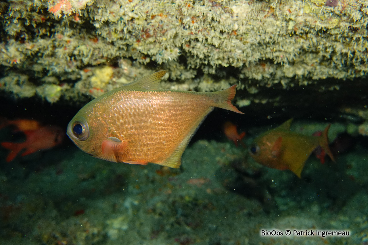 Poisson-hachette - Pempheris vanicolensis - Patrick Ingremeau - BioObs