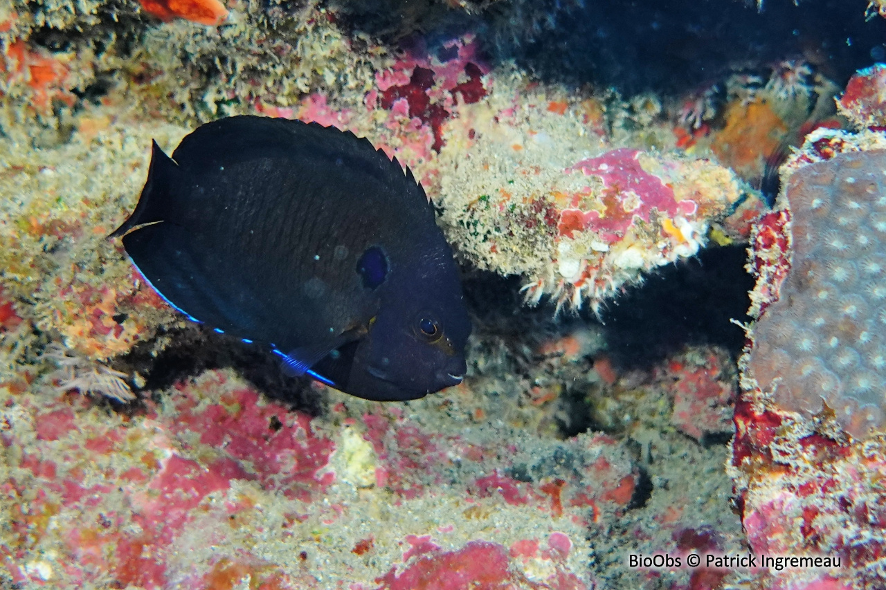 Poisson-ange nain brun - Centropyge multispinis - Patrick Ingremeau - BioObs