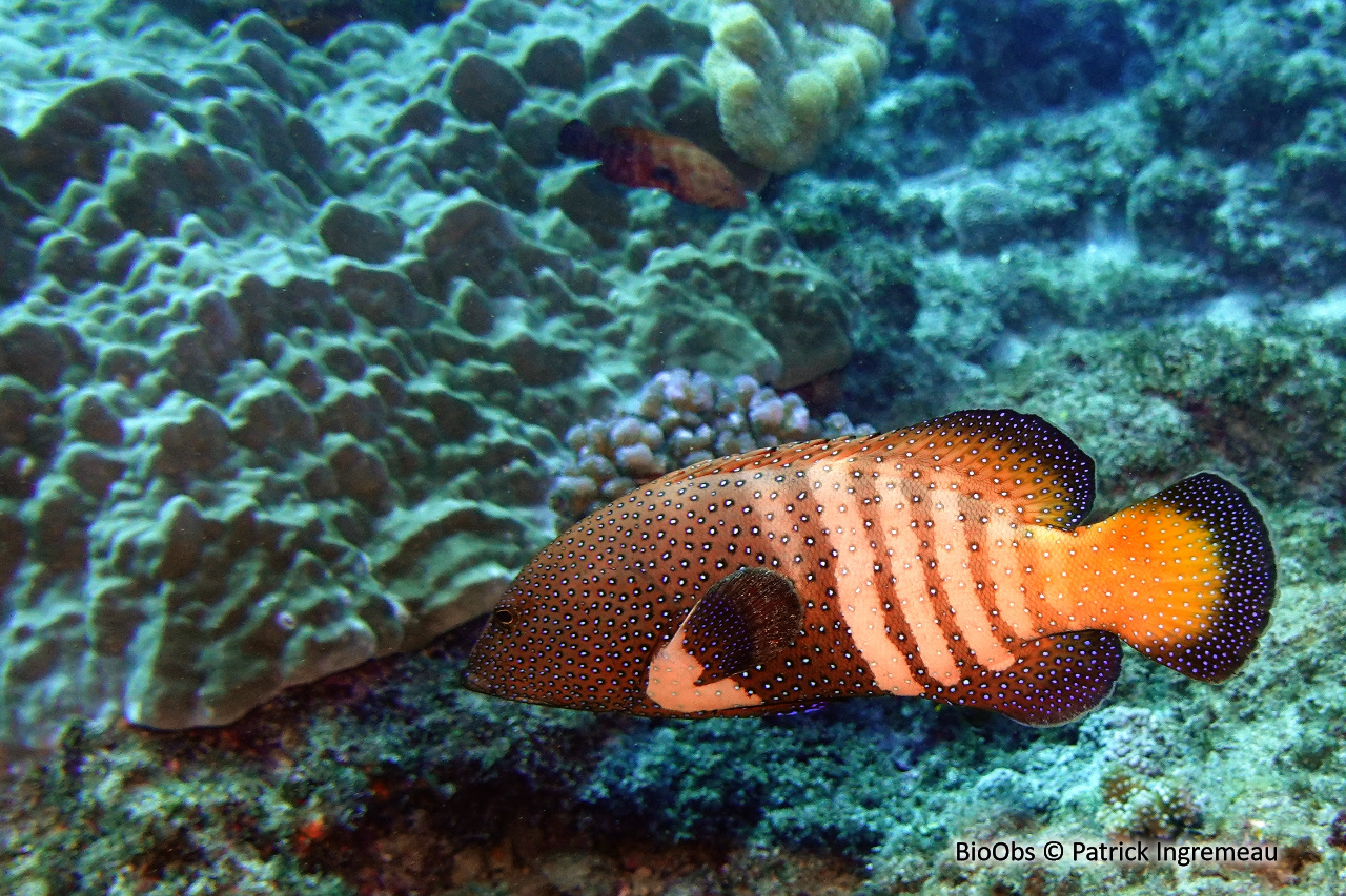 Mérou céleste - Cephalopholis argus - Patrick Ingremeau - BioObs