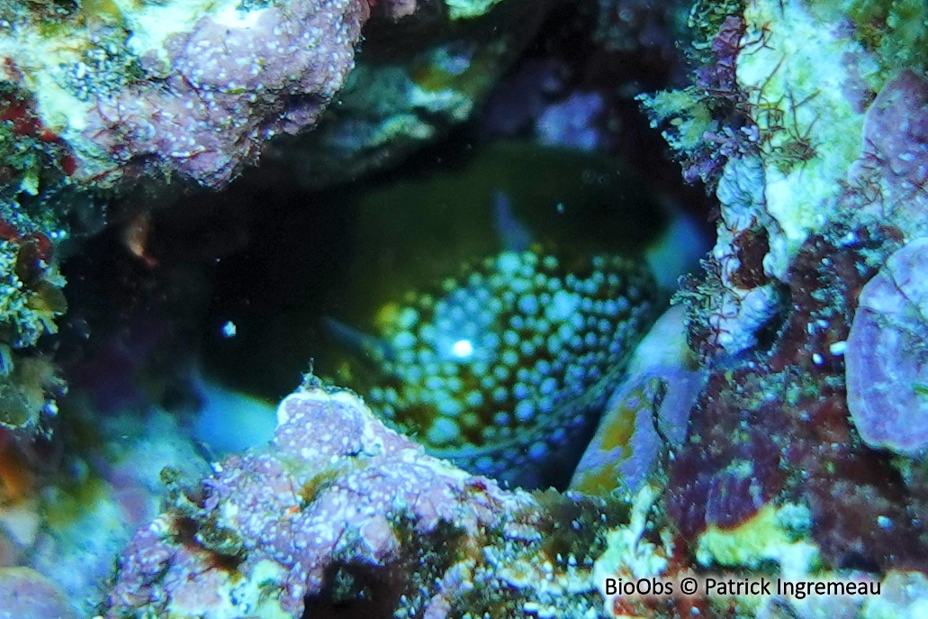 Porcelaine tête de serpent - Monetaria caputserpentis - Patrick Ingremeau - BioObs