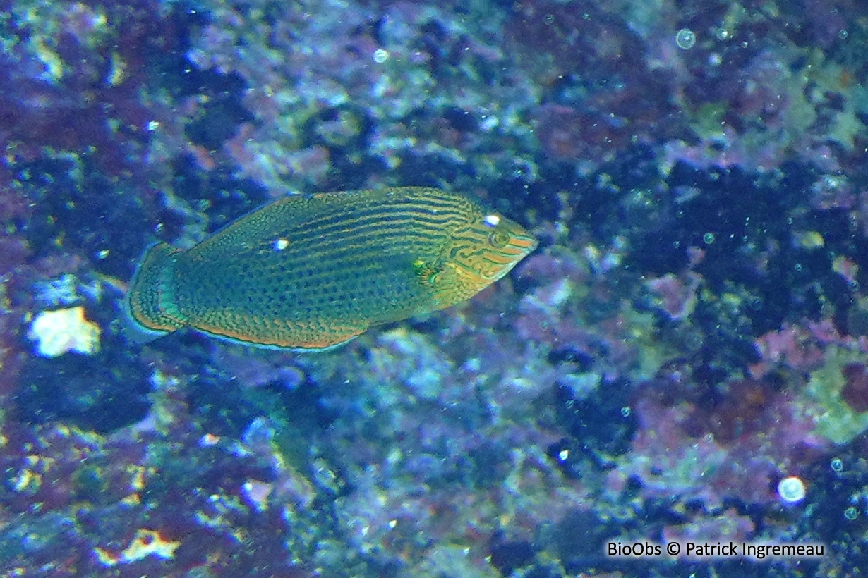 Labre bordé - Halichoeres marginatus - Patrick Ingremeau - BioObs