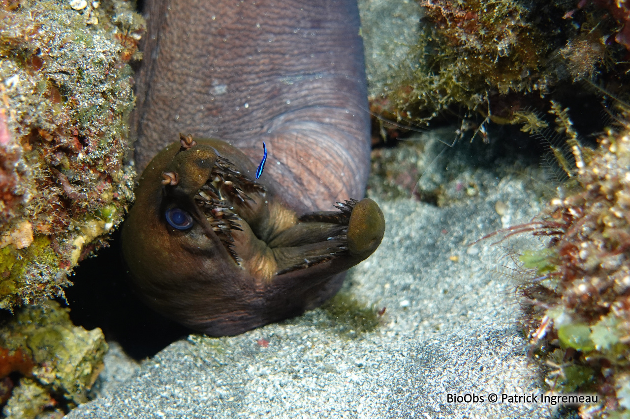 Murène-vipère - Enchelynassa canina - Patrick Ingremeau - BioObs