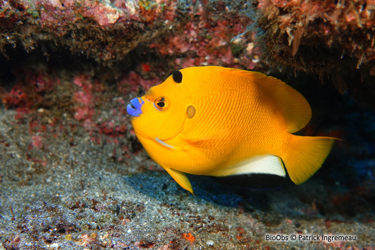 Poisson-ange à trois taches - Apolemichthys trimaculatus - Patrick Ingremeau - BioObs