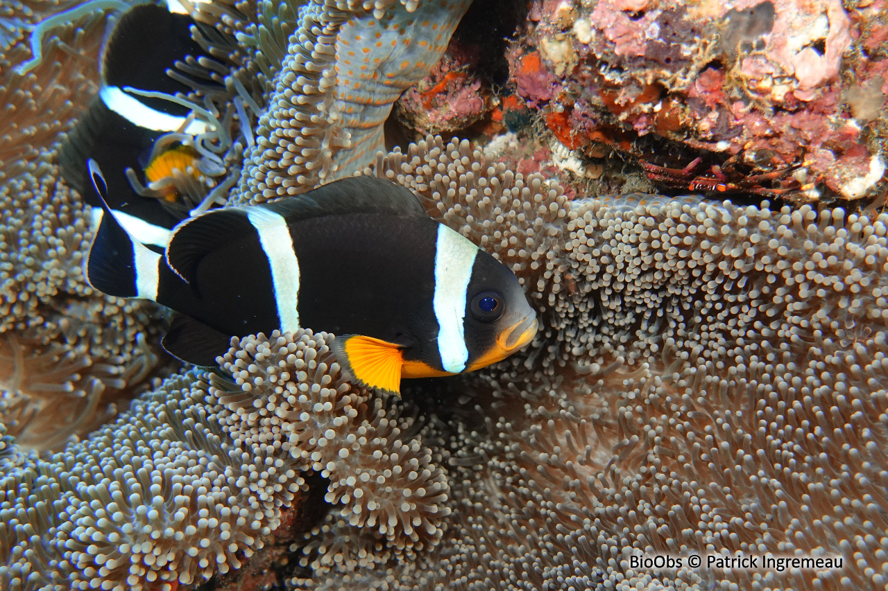 Poisson-clown de Maurice - Amphiprion chrysogaster - Patrick Ingremeau - BioObs