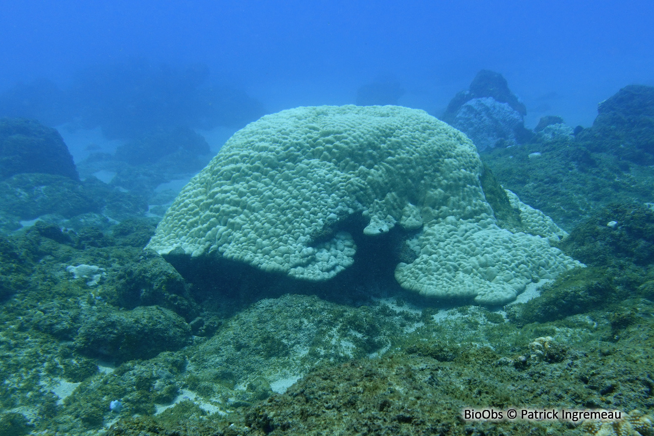 Corail poreux montagneux - Porites lutea - Patrick Ingremeau - BioObs