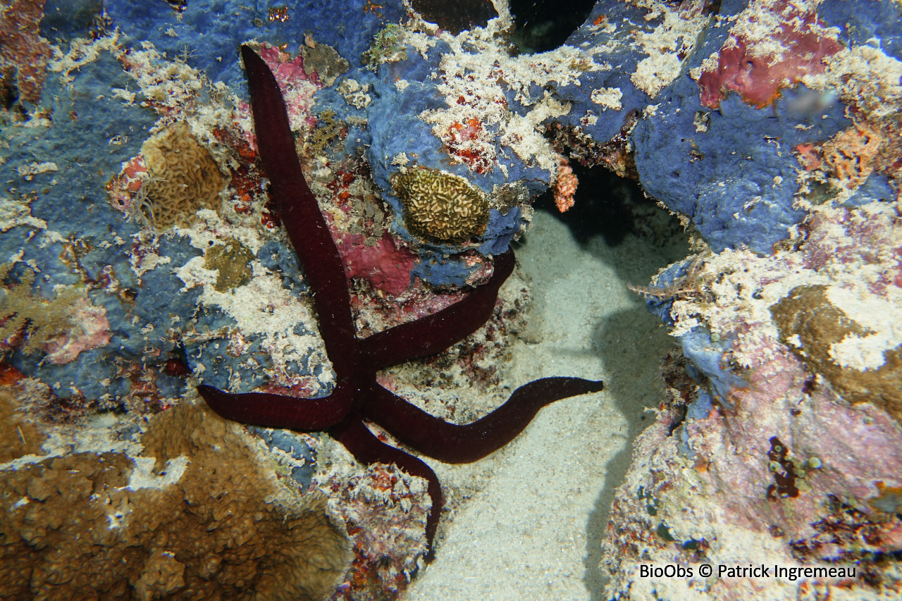 Étoile rouge bordeaux - Leiaster speciosus - Patrick Ingremeau - BioObs