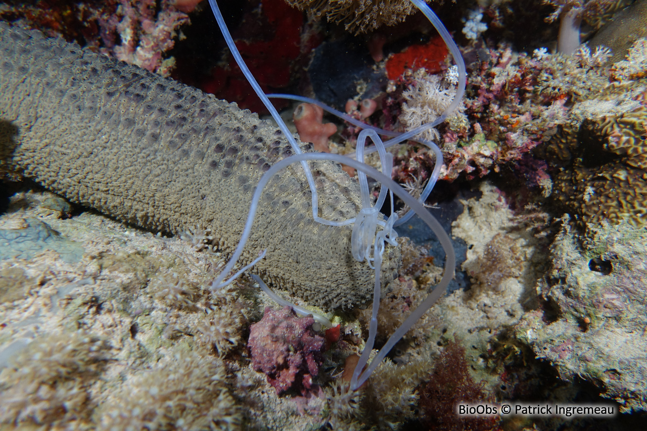 Holothurie turriscelsa - Holothuria (Theelothuria) turriscelsa - Patrick Ingremeau - BioObs