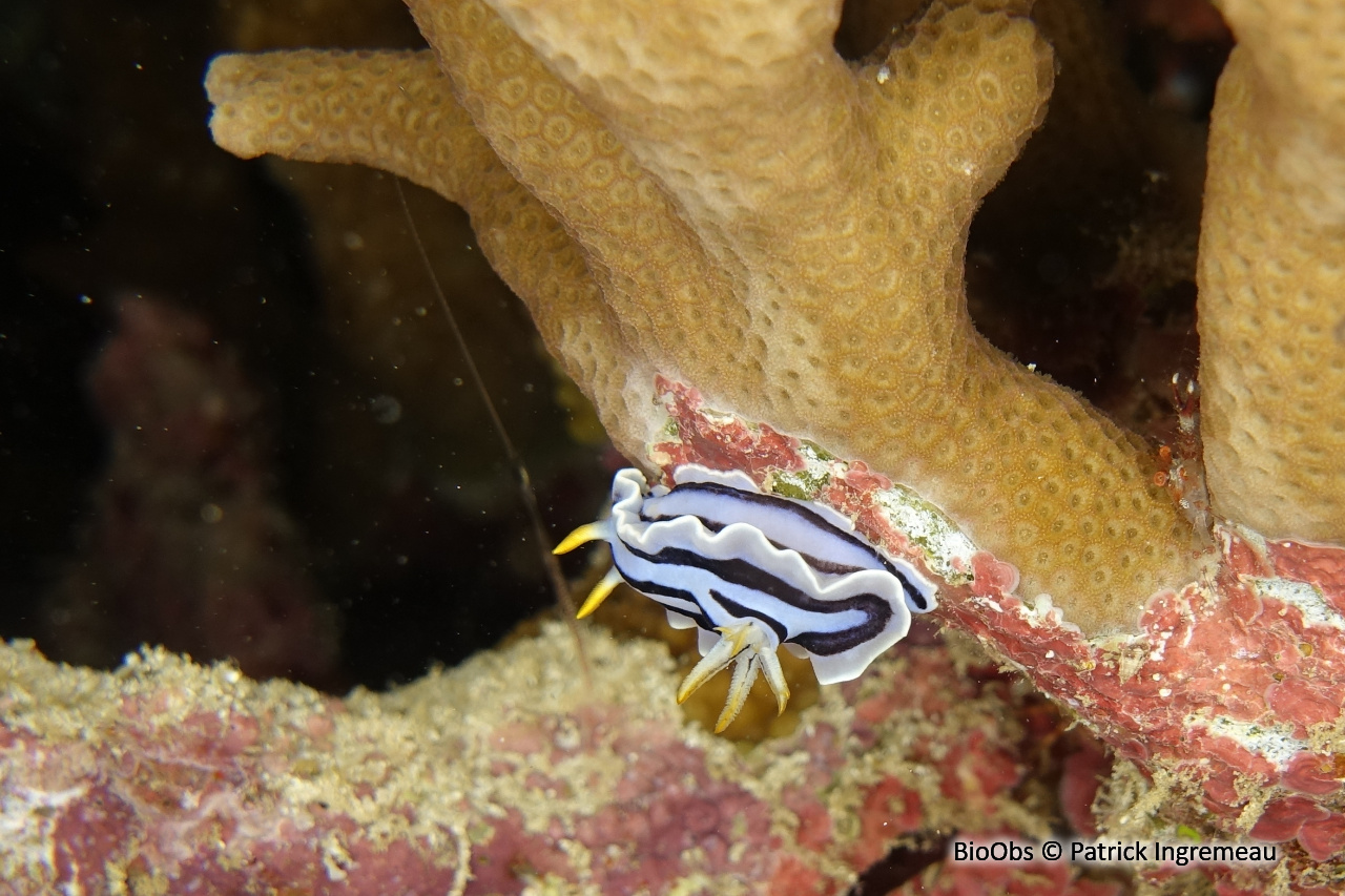 Doris de Loch - Chromodoris lochi - Patrick Ingremeau - BioObs