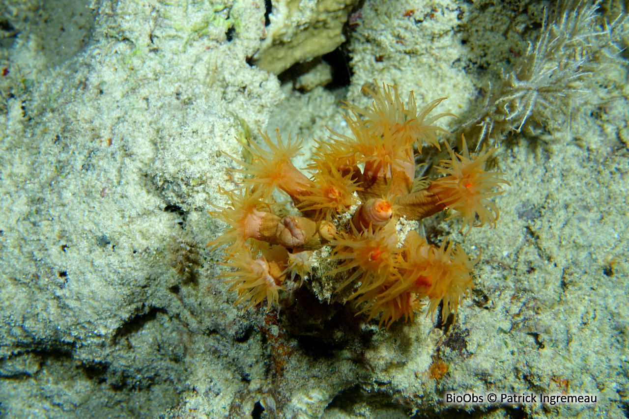 Tubastrée orange - Tubastraea coccinea - Patrick Ingremeau - BioObs