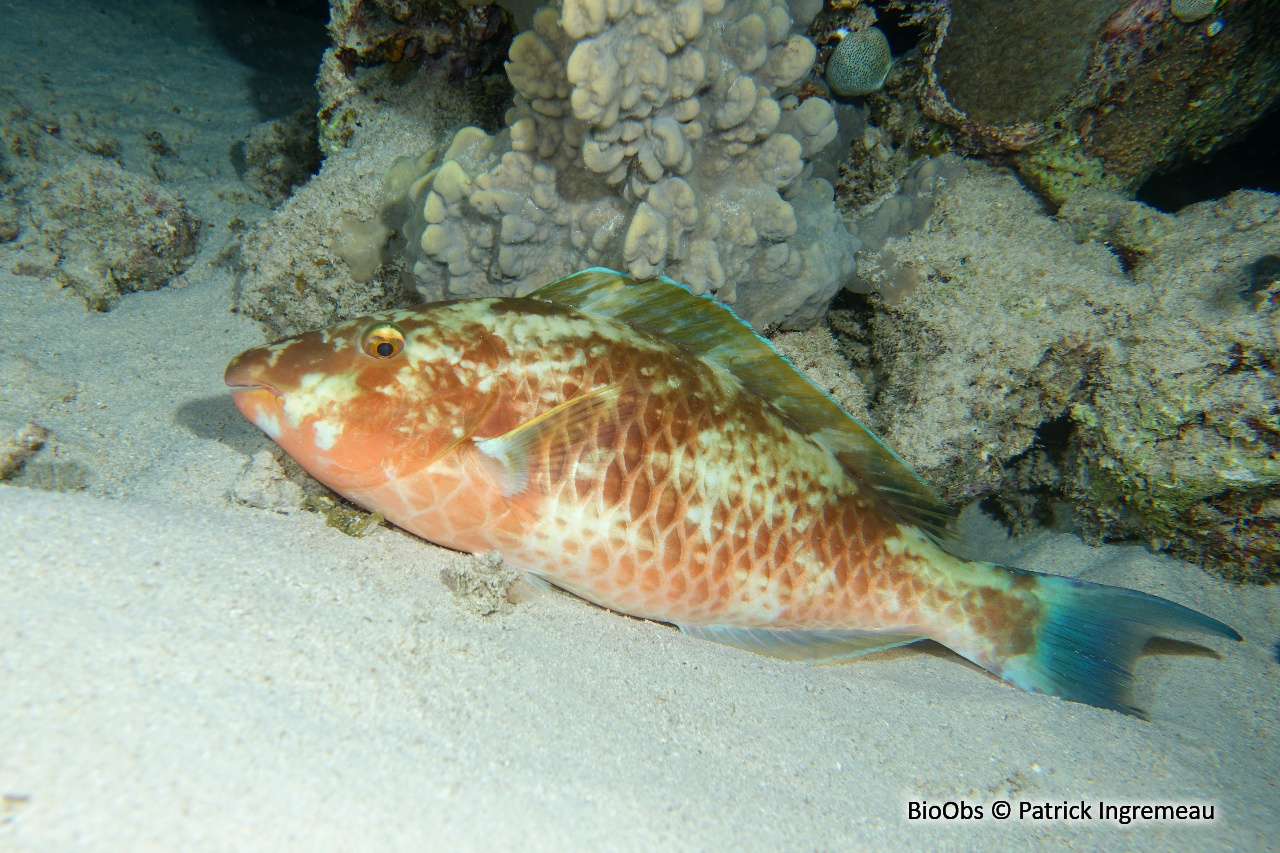Poisson perroquet à nez long - Hipposcarus harid - Patrick Ingremeau - BioObs