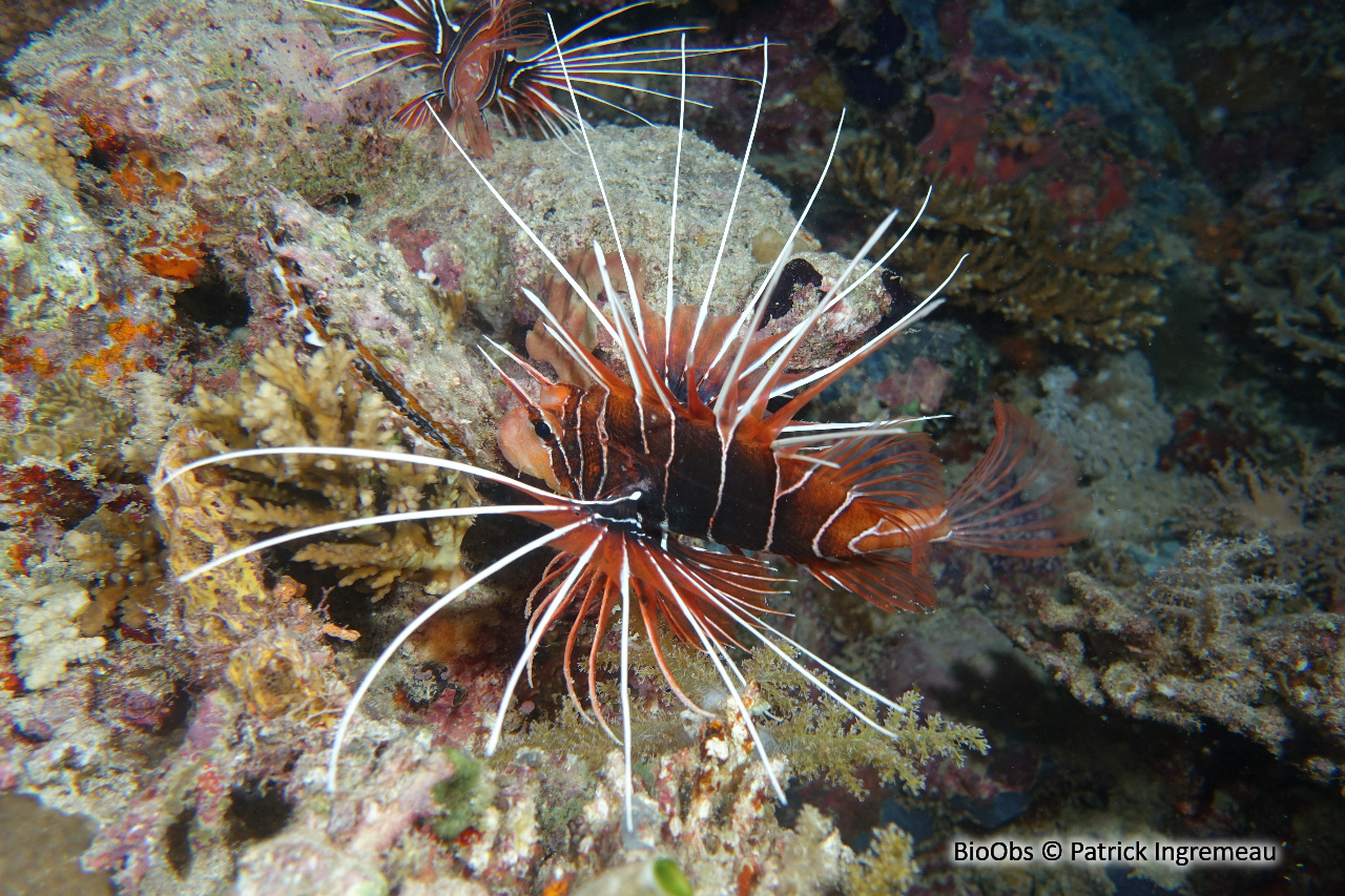 Poisson-scorpion rayonné - Pterois radiata - Patrick Ingremeau - BioObs