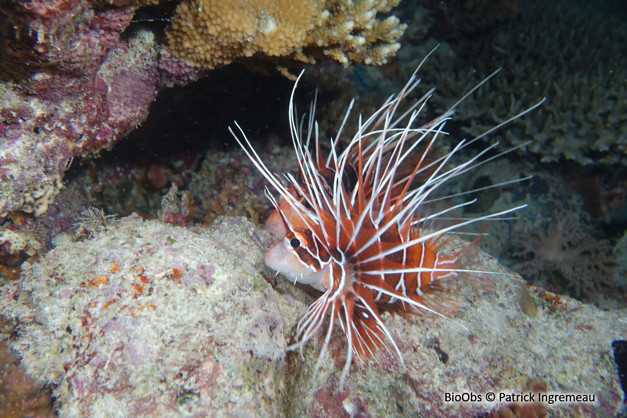 Poisson-scorpion rayonné - Pterois radiata - Patrick Ingremeau - BioObs