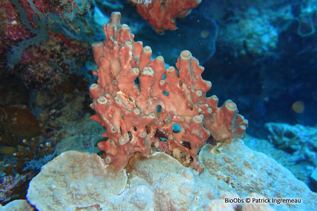 Eponge calcaire de l'Indo-Pacifique - Leucetta microraphis - Patrick Ingremeau - BioObs