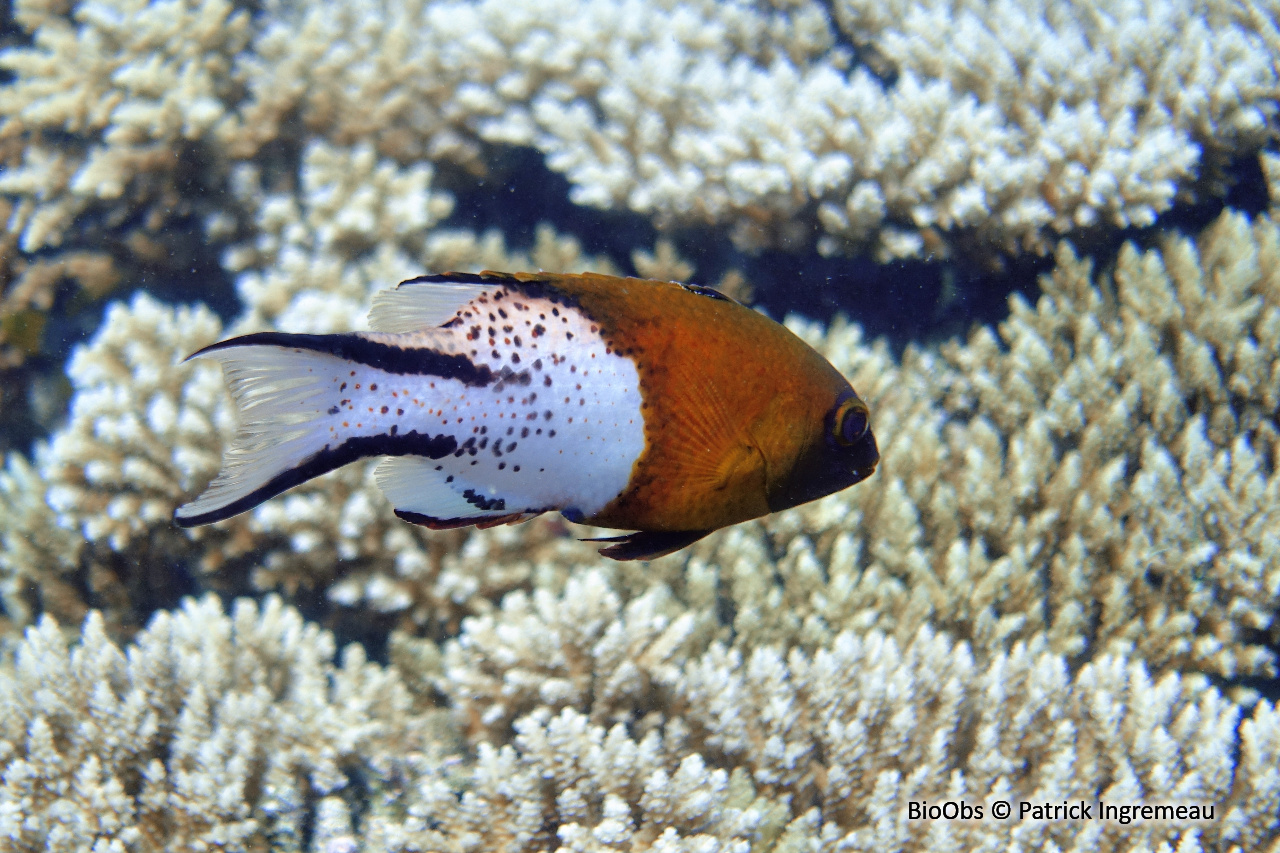 Caudène - Bodianus anthioides - Patrick Ingremeau - BioObs