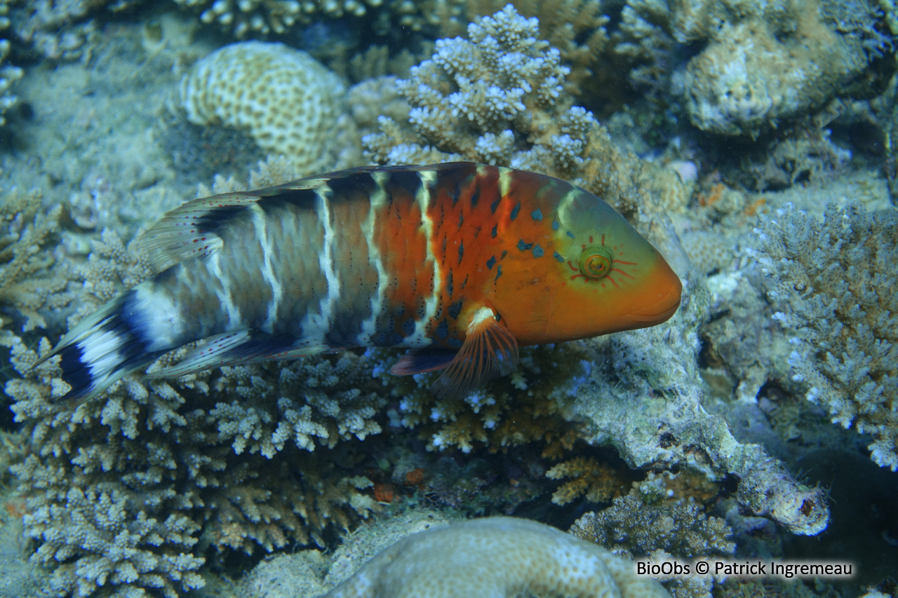 Vieille rayée - Cheilinus fasciatus - Patrick Ingremeau - BioObs