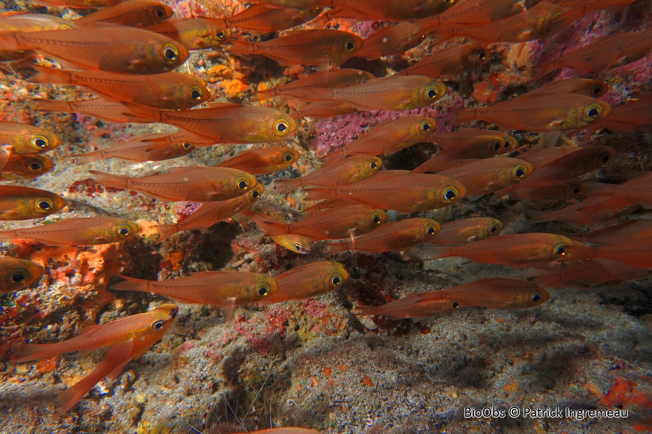 Poisson-hachette nain - Parapriacanthus ransonneti - Patrick Ingremeau - BioObs