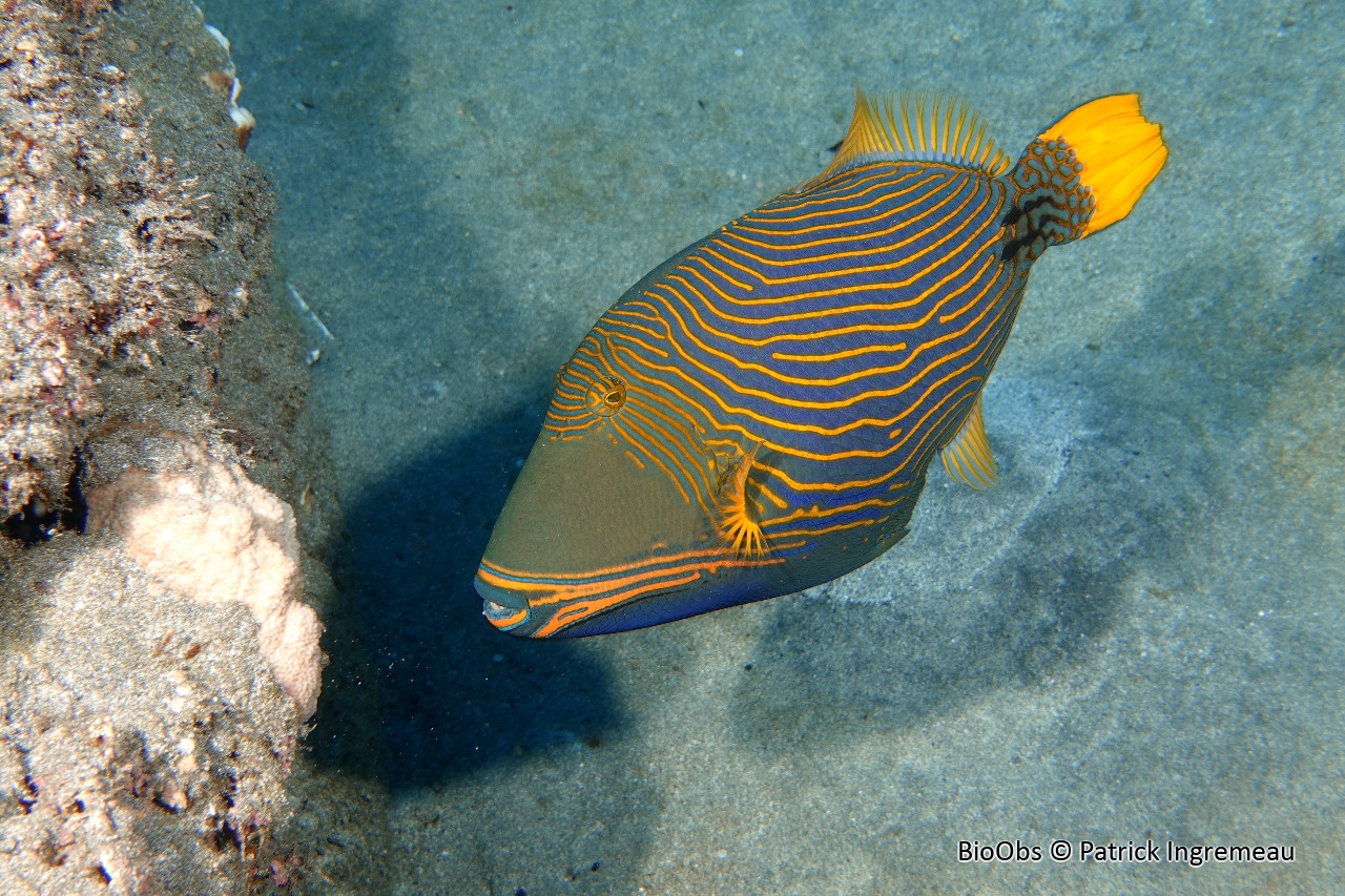 Baliste strié - Balistapus undulatus - Patrick Ingremeau - BioObs