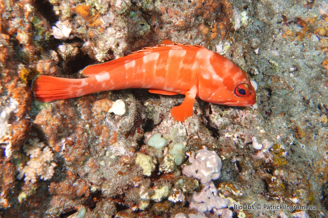 Mérou oriflamme - Epinephelus fasciatus - Patrick Ingremeau - BioObs