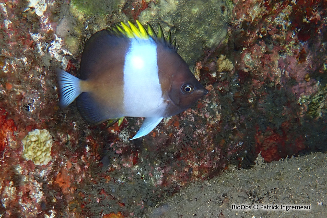 Poisson-papillon pyramide noir - Hemitaurichthys zoster - Patrick Ingremeau - BioObs