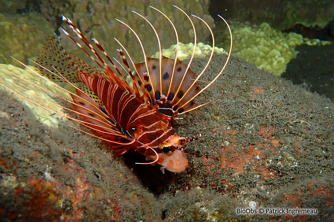 Poisson-scorpion à antennes - Pterois antennata - Patrick Ingremeau - BioObs