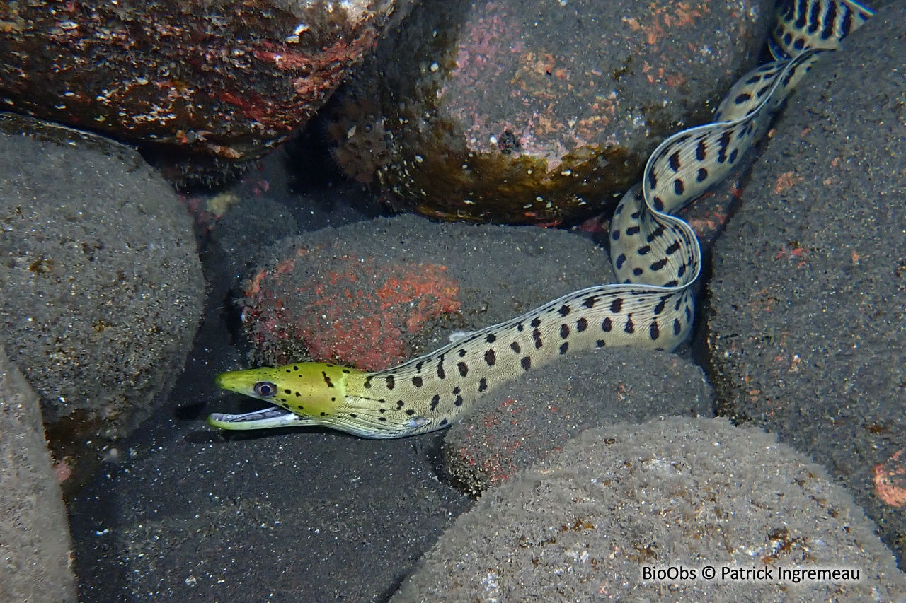 Murène frangée - Gymnothorax fimbriatus - Patrick Ingremeau - BioObs