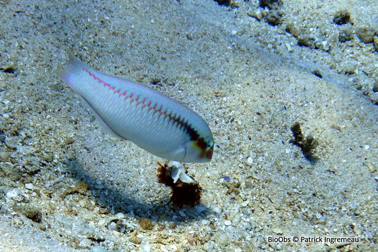 Labre zigzag - Halichoeres scapularis - Patrick Ingremeau - BioObs