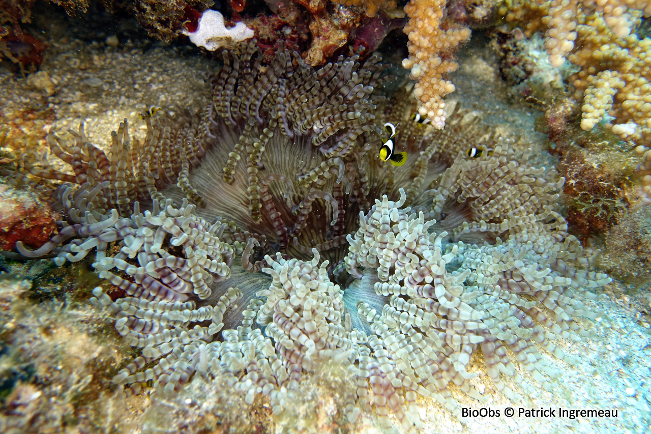 Anémone collier de perles - Heteractis aurora - Patrick Ingremeau - BioObs